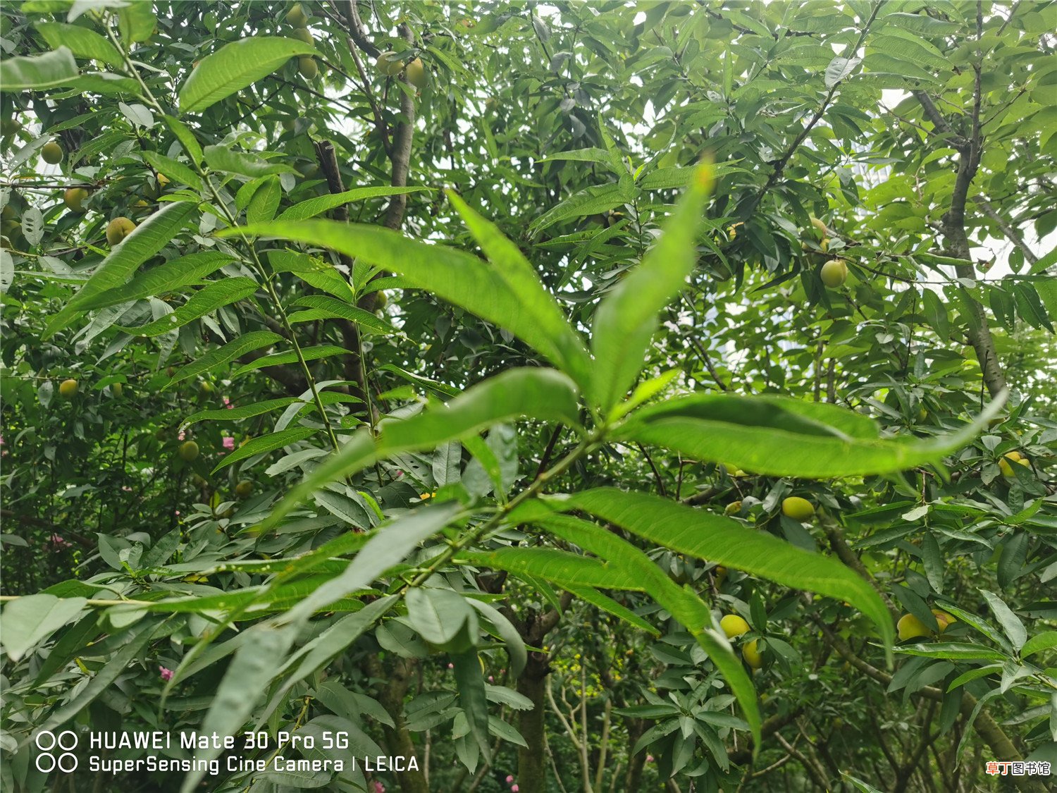 核桃树的嫁接技术及后期管理详解
