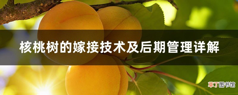 核桃树的嫁接技术及后期管理详解