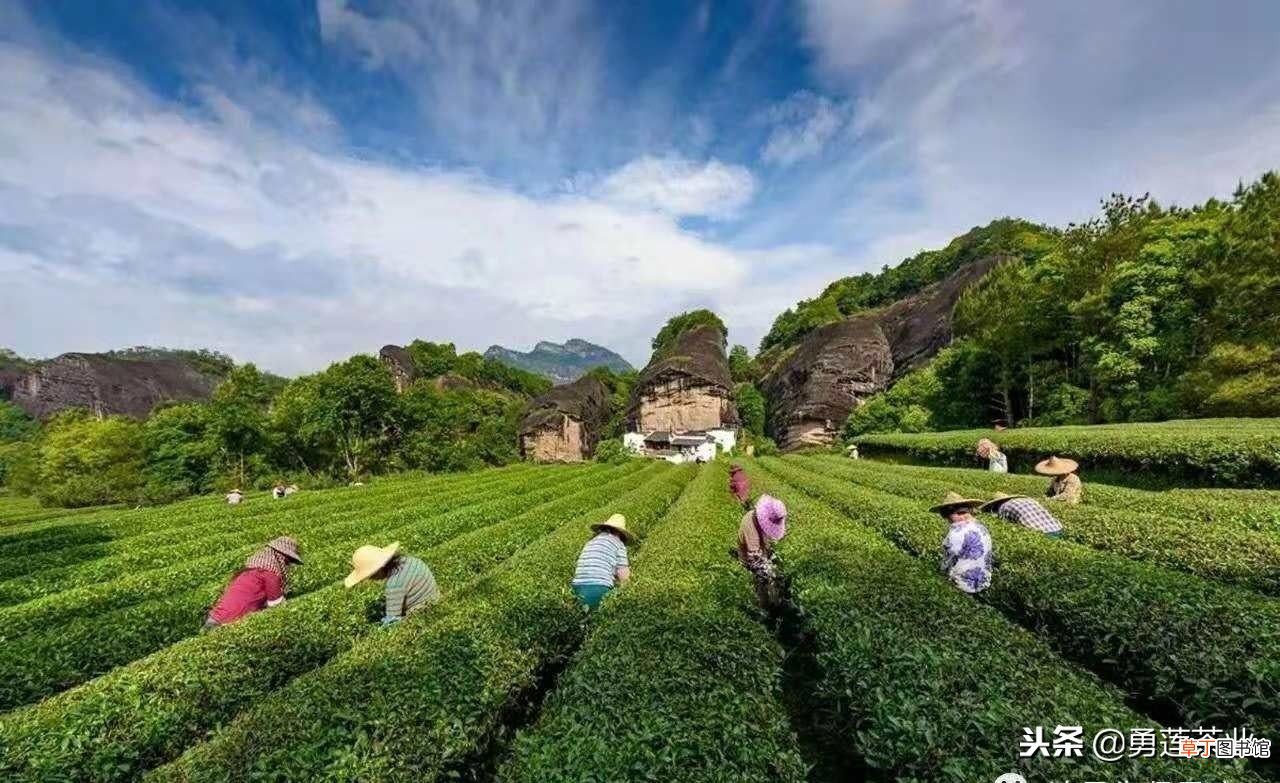 陆羽茶经 陆羽茶经全文