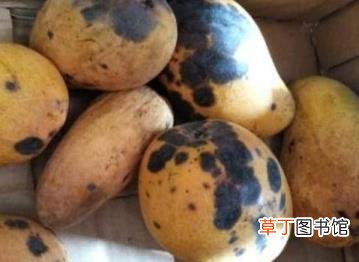 茄泥咸菜能放多长时间 茄子能放多久