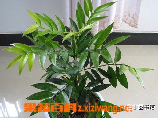 竹柏的养殖方法 养殖竹柏的注意事项