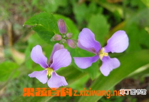 小兰花的药用价值与功效
