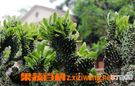 仙人掌白鹃病的症状与防冶方法