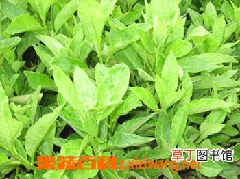 紫草的功效与作用