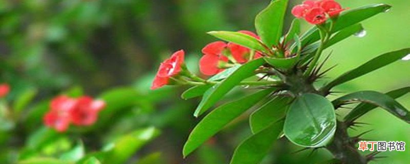 虎刺梅施肥方法