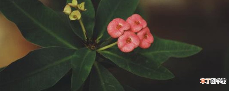 虎刺梅浇水过多怎么办