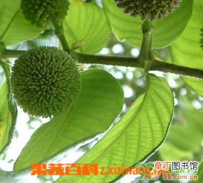 钩藤的功效与作用