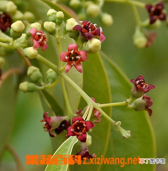 檀香的功效与作用