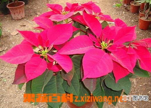 哪些植物不能在家中养殖