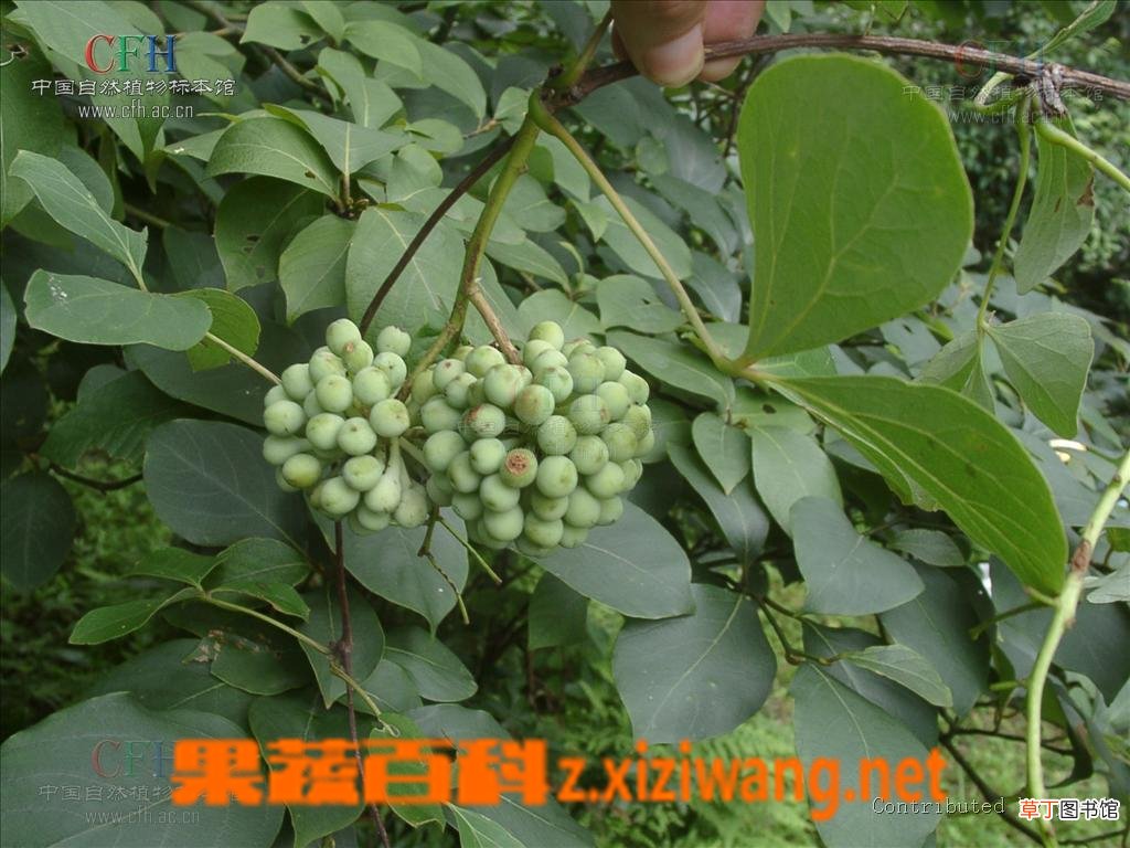 皂角刺的功效与作用
