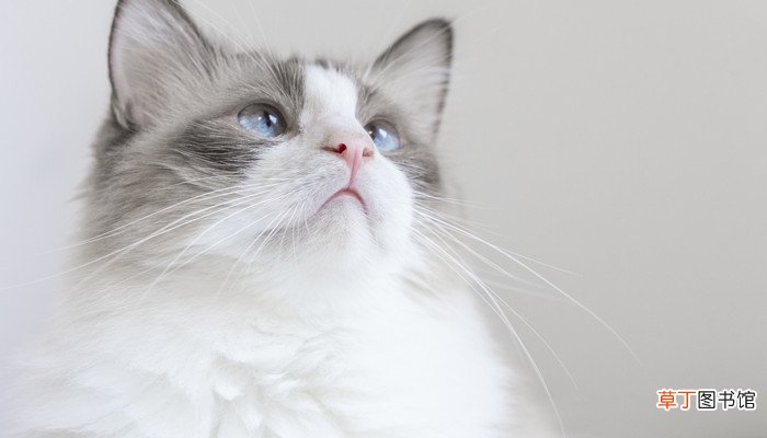 梦见小猫在手中