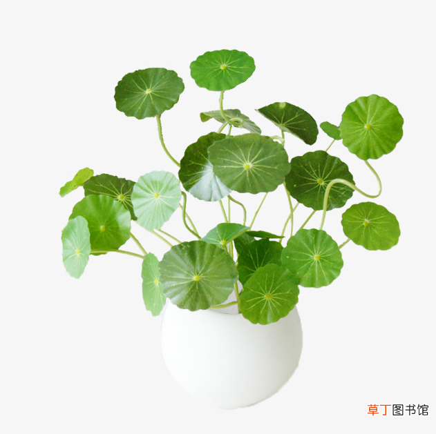 积雪草护肤品的功效与作用