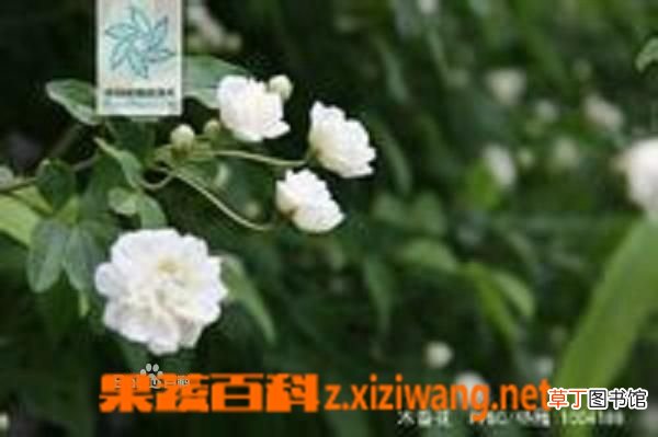 木香的功效与作用
