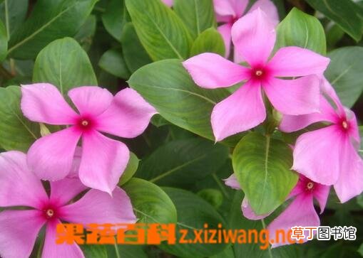 长春花的常见病害有哪些 长春花的病害防治