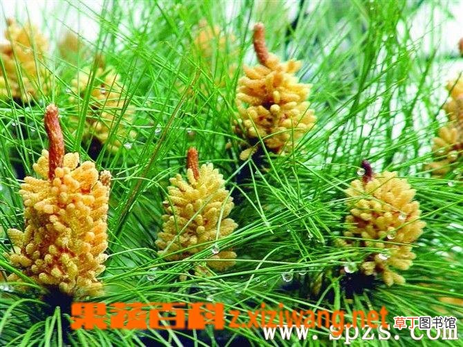松花粉的副作用