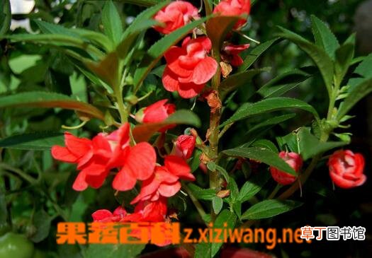 凤仙花有毒吗 凤仙花能不能吃