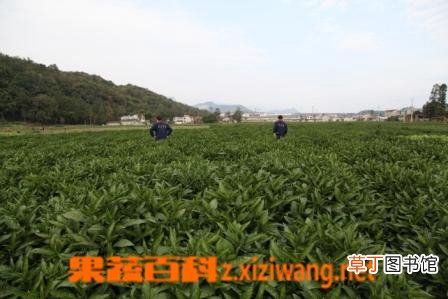 青黛的功效与作用