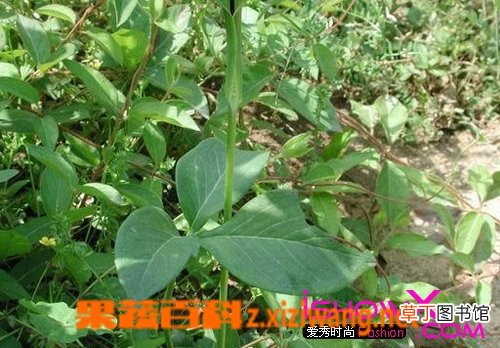 半夏的功效与作用