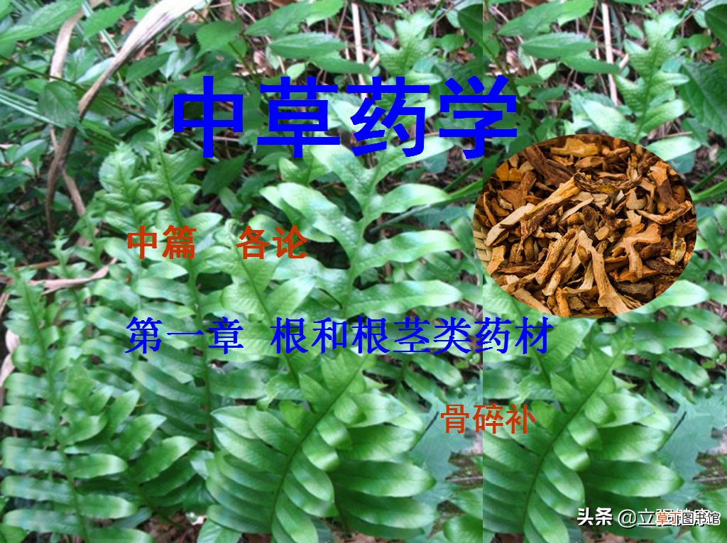 骨碎补的功效与作用 根茎类药材骨碎补，主治跌扑损伤