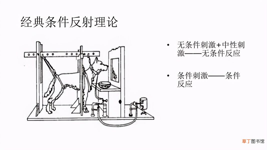 经典条件反射 经典条件反射作用过程