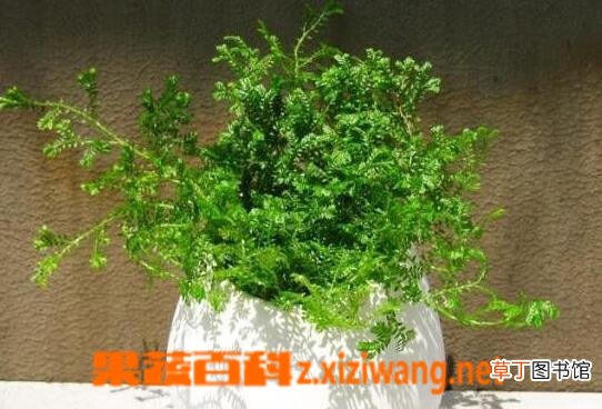 常青藤怎么养 常青藤的养殖方法