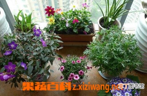 室内养花的禁忌有哪些