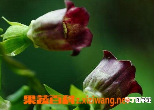 羊乳花图片 羊乳花的功效与作用