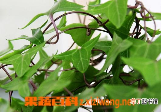 室内养什么花对孕妇好