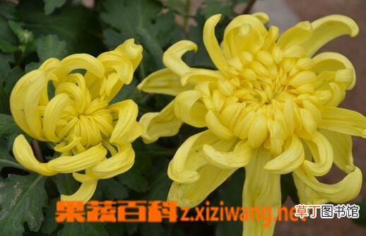 菊花的养生功效与用法