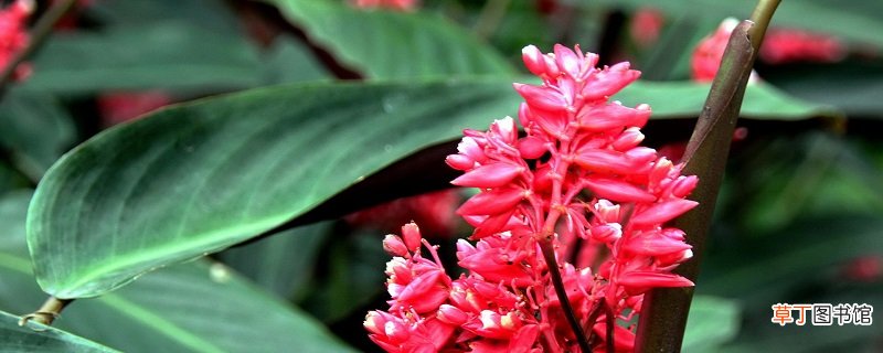 紫背竹芋的养殖方法