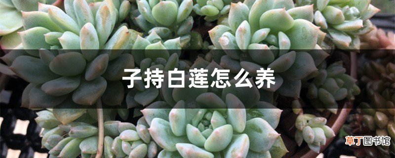 子持白莲怎么养