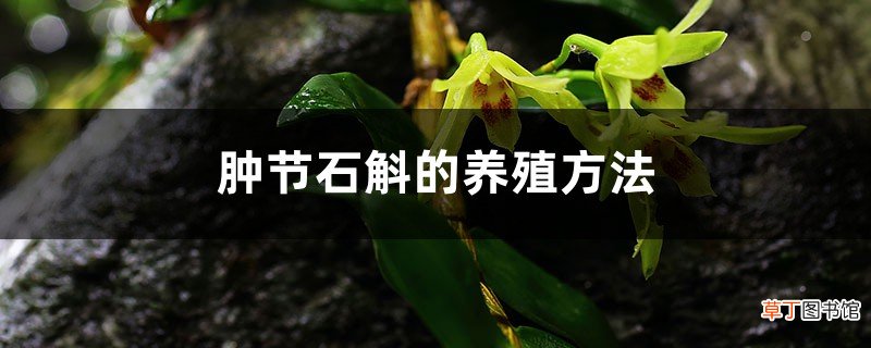 肿节石斛的养殖方法