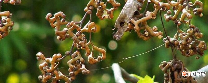 枳椇的养殖方法