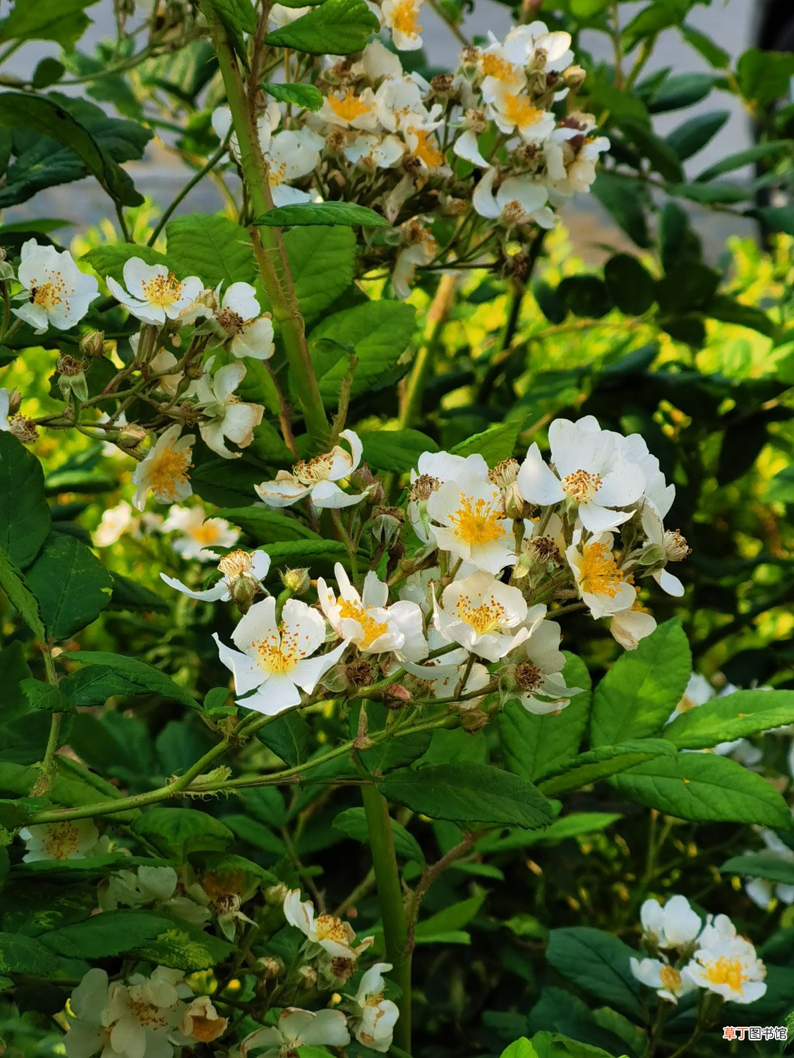 怎么养野蔷薇