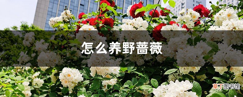 怎么养野蔷薇