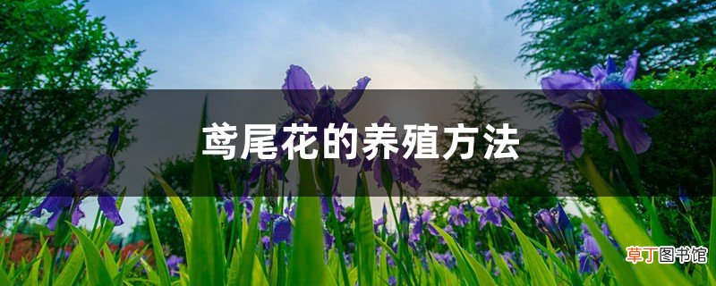 鸢尾花的养殖方法