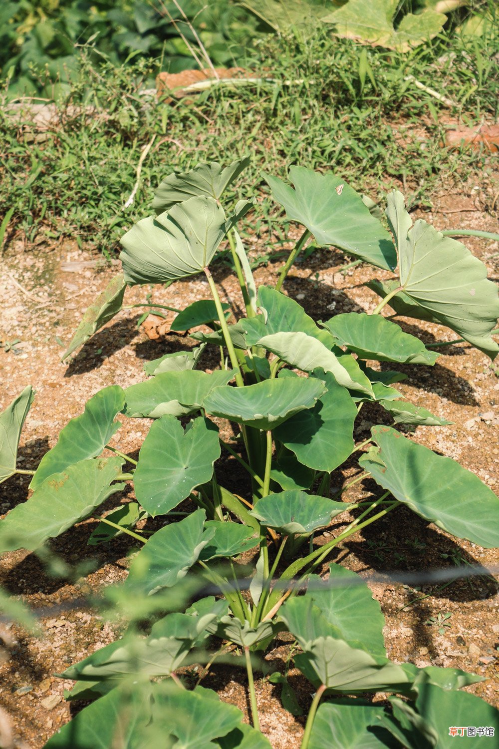 芋头的养殖方法