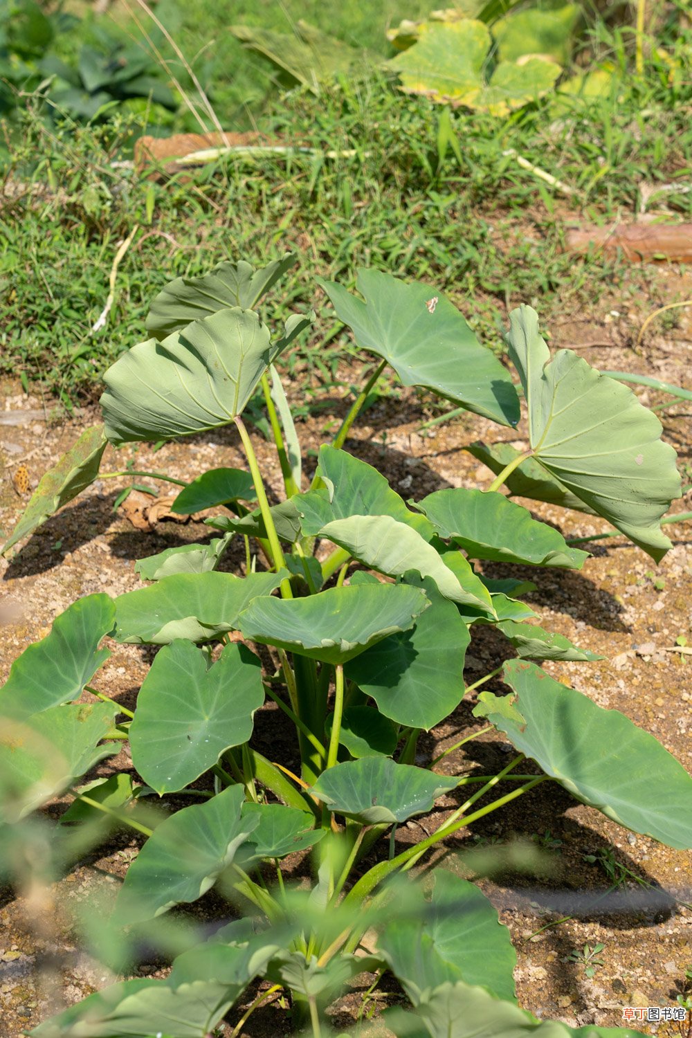 芋头的养殖方法