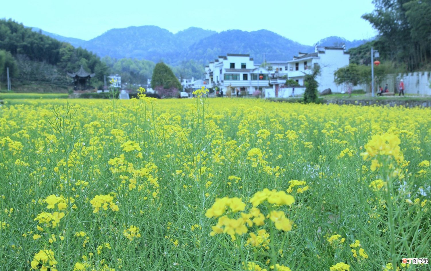 油菜花怎么养长的好