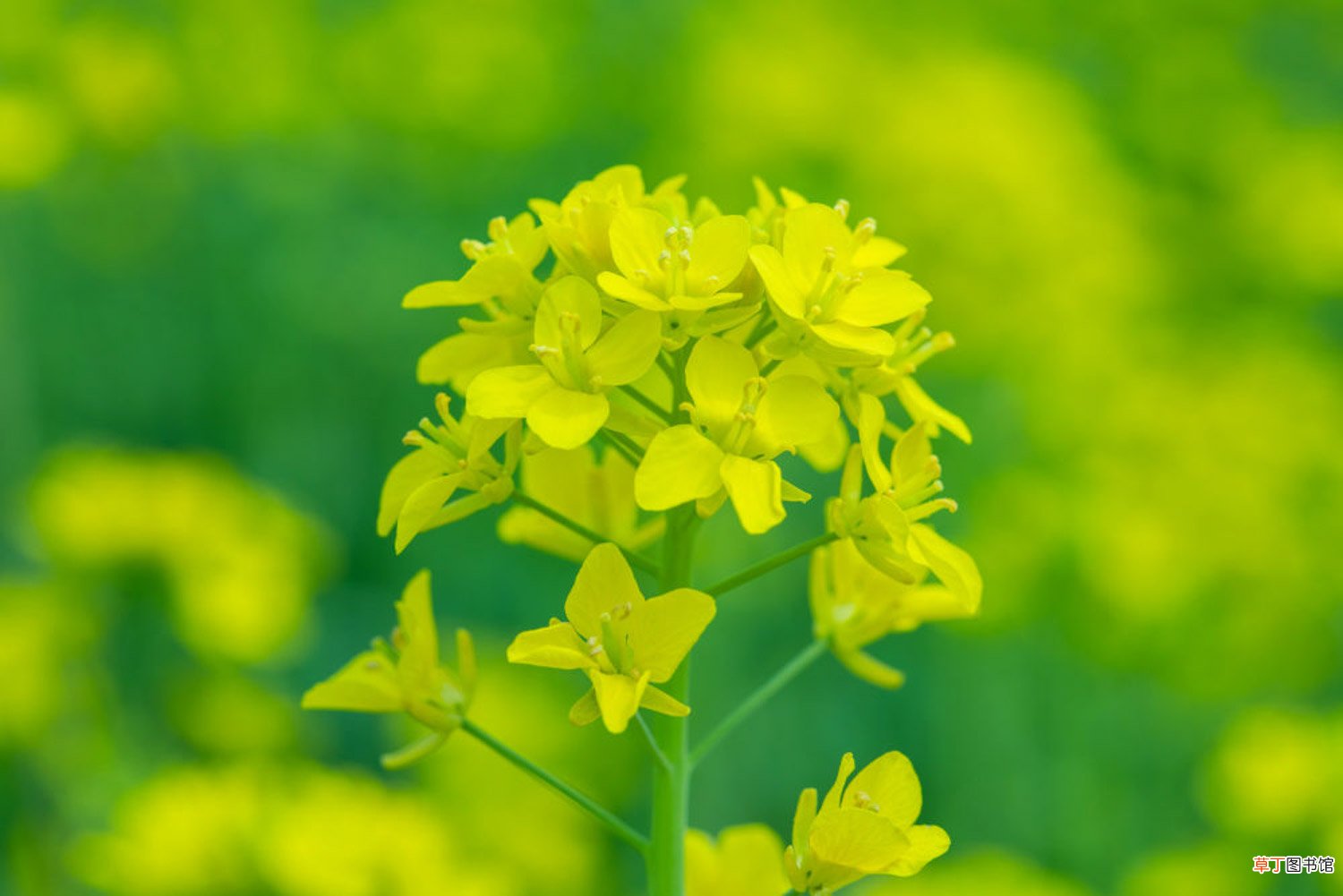 油菜花怎么养长的好