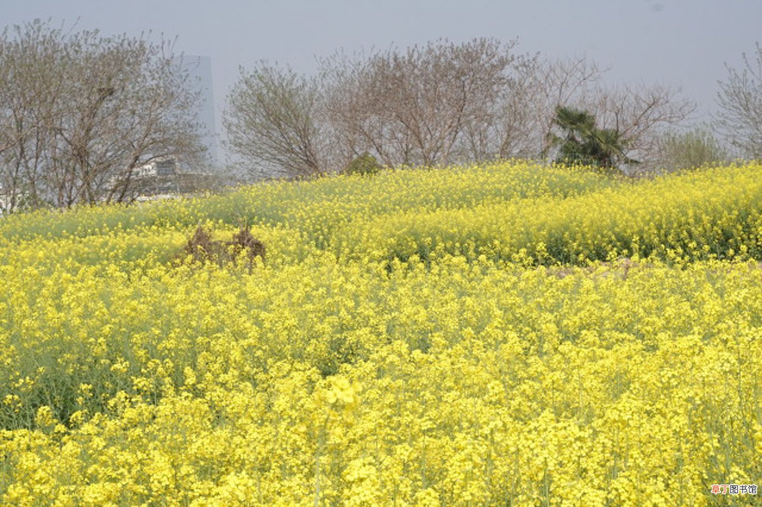 油菜花怎么养长的好