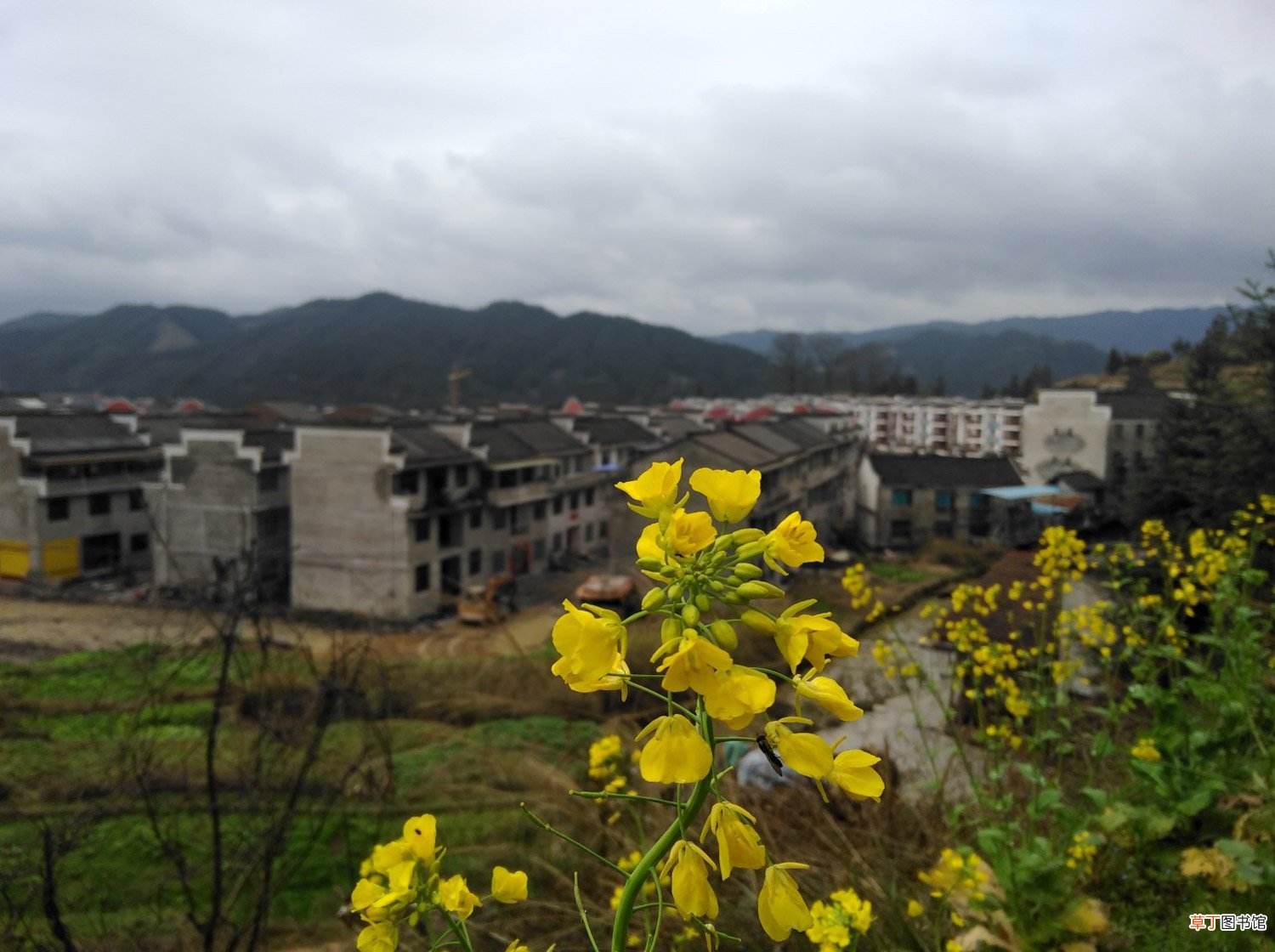 油菜花怎么养长的好