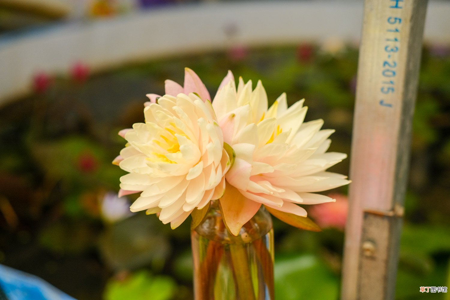 延药睡莲如何养