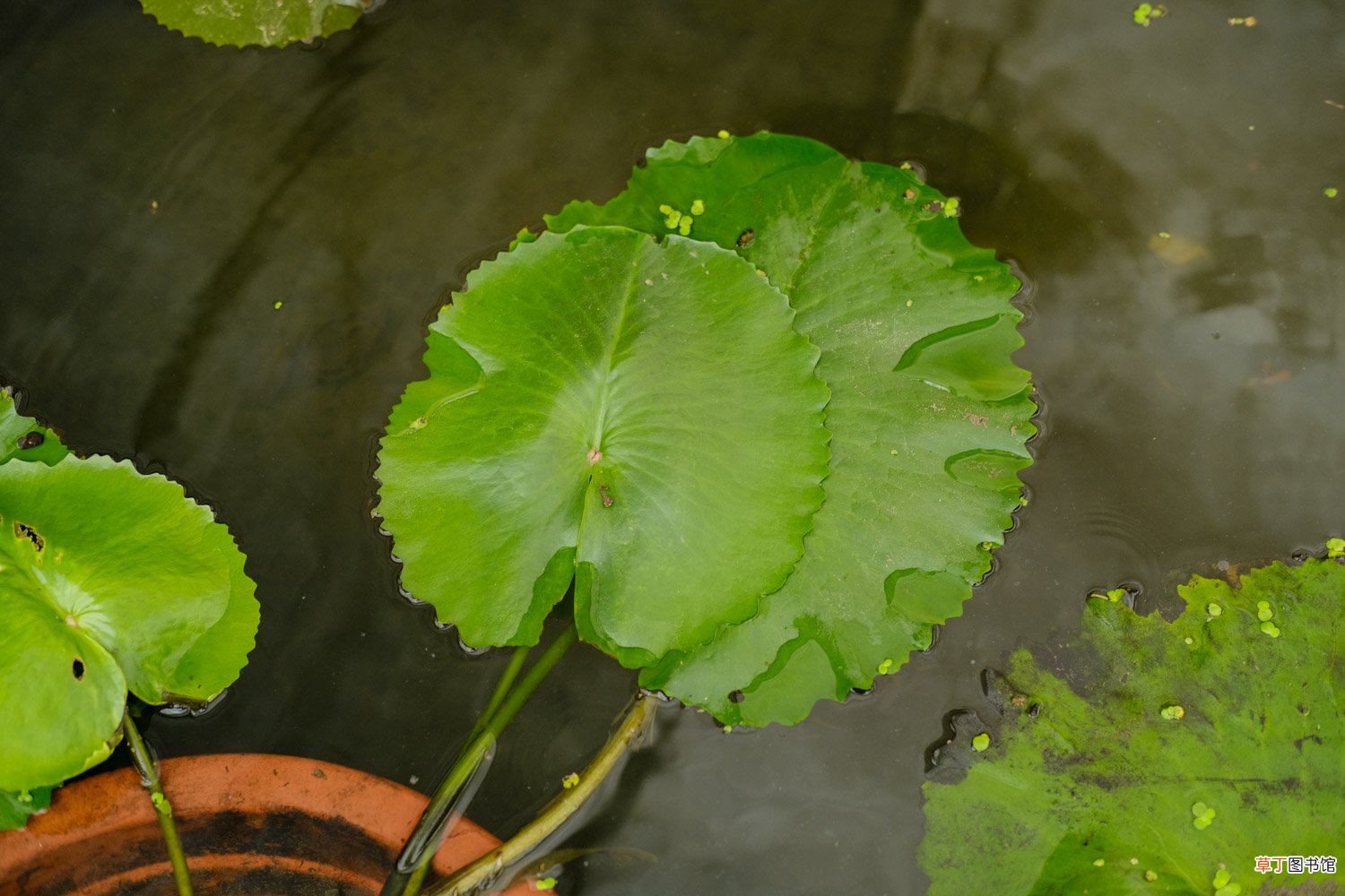 延药睡莲如何养