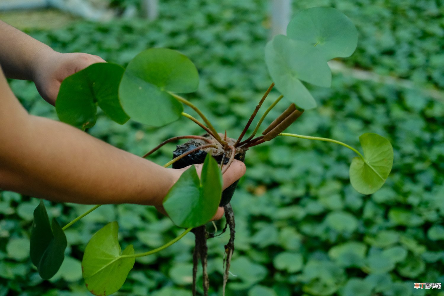 延药睡莲如何养