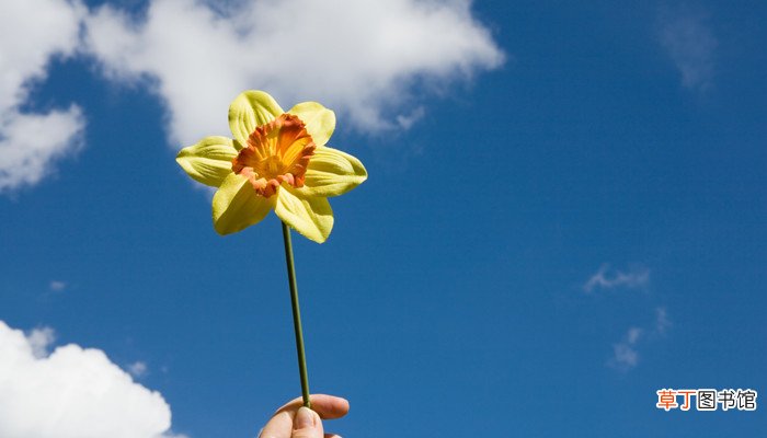 梦见栽了一朵黄花