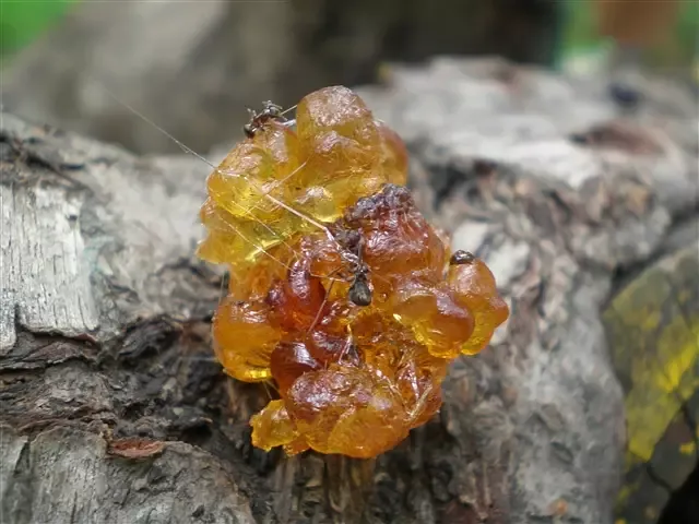 琥珀的形成过程 原来琥珀是这么形成的