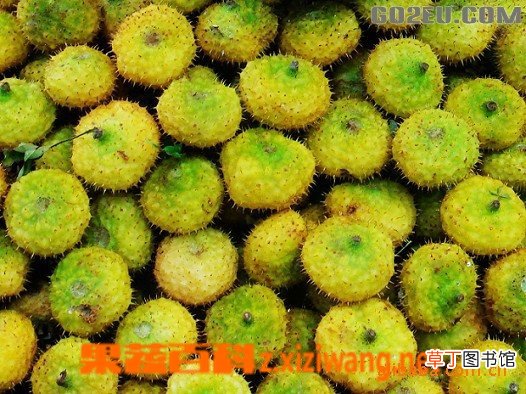 刺梨的功效与作用