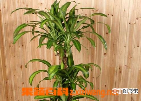 巴西木的养殖方法 养殖巴西木的注意事项