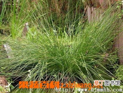 灯心草的功效与作用